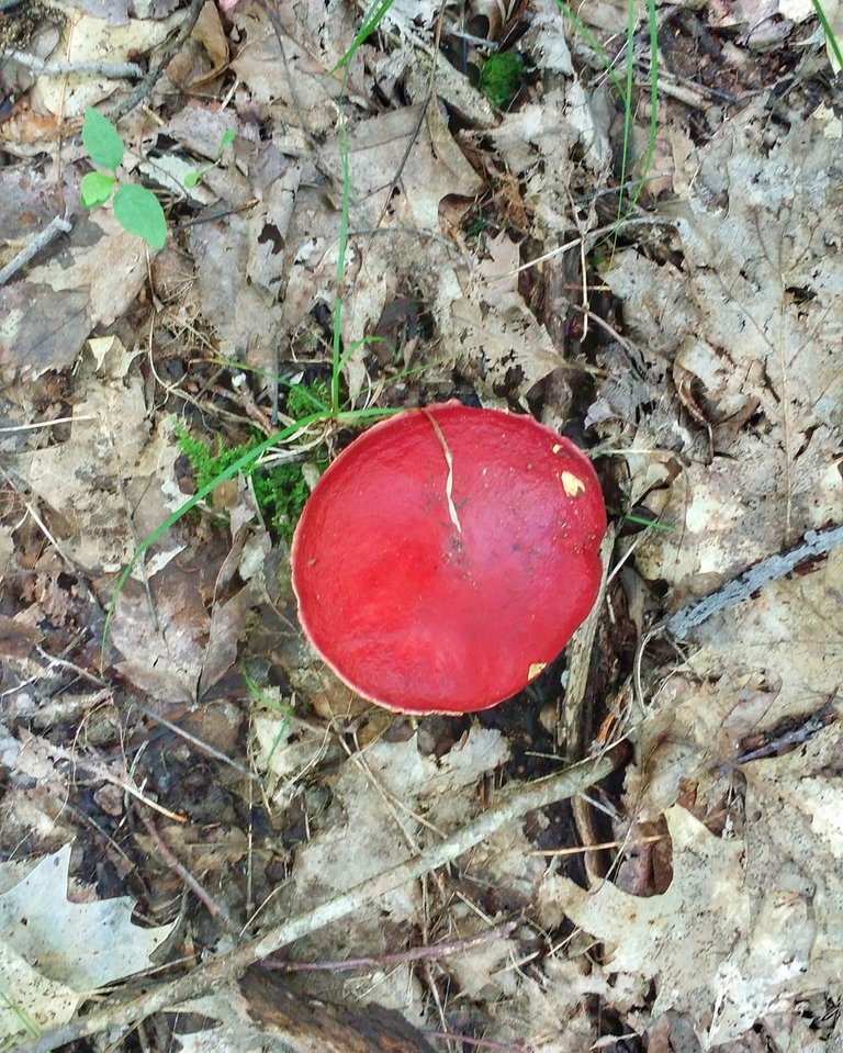 mushroom red.jpeg