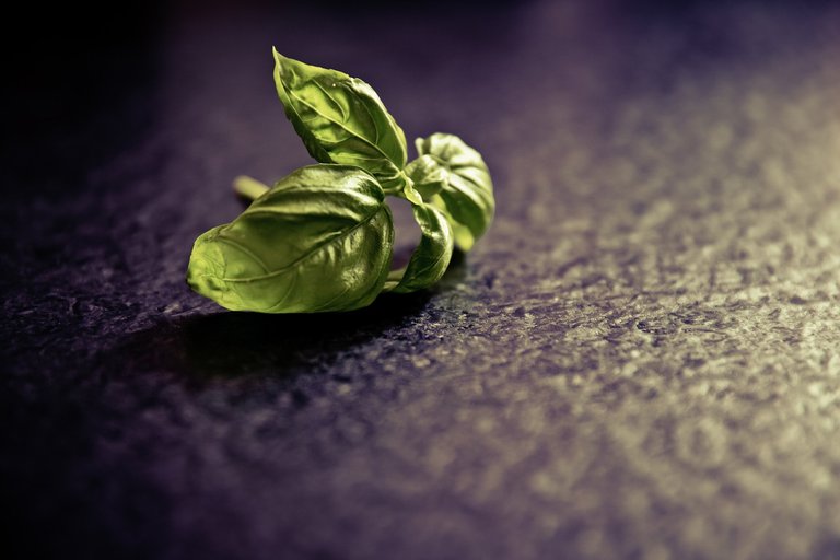 basil-594168_1280.jpg