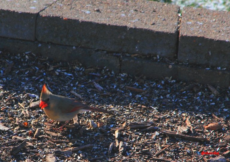 northern cardinal PFW22-sa0031.JPG