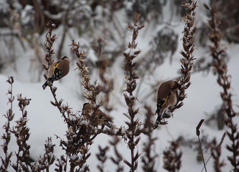 goldfinches on evening primrose.jpg
