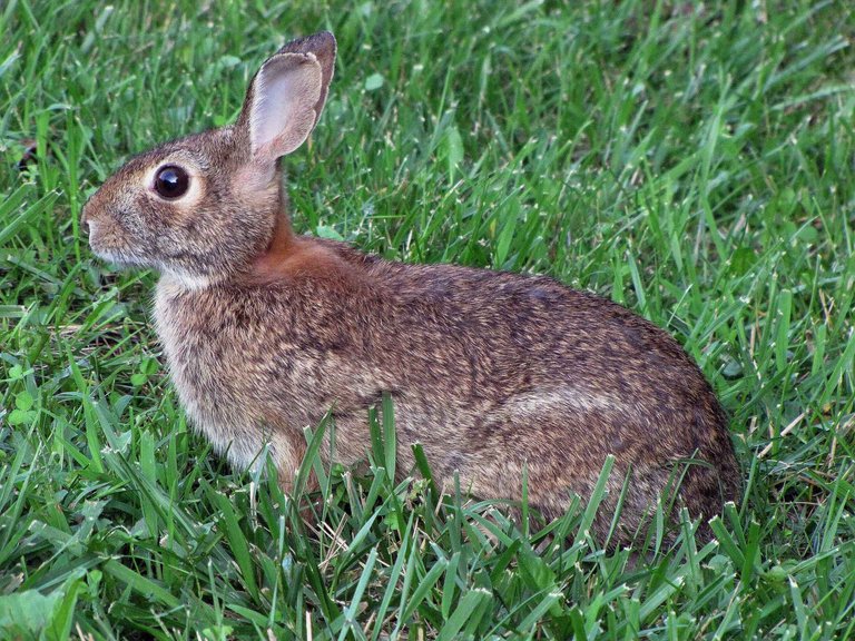 Rabbit_in_spring_grass.jpg