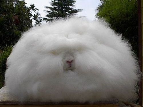 Conejo de Angora.jpg