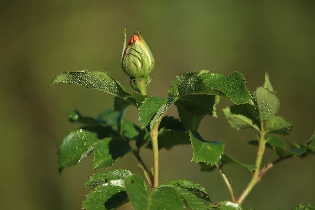 rosebud-2488630_640.jpg