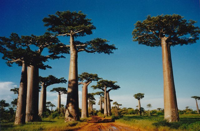Baobab-Madagascar.jpg