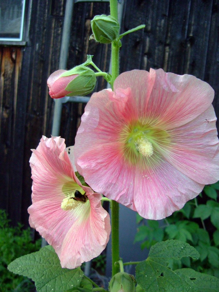 Hollyhock w bee 8:10.jpg