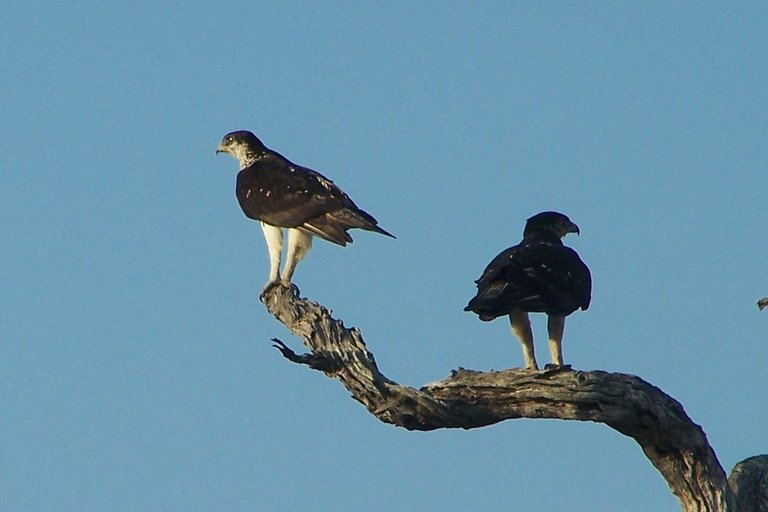 KNP Satara-Lower Sabi 2009 226a.jpg