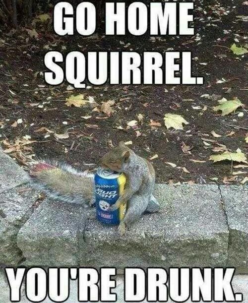 drunk-squirrel.jpg