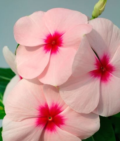 vinca-solar-apricot.jpg