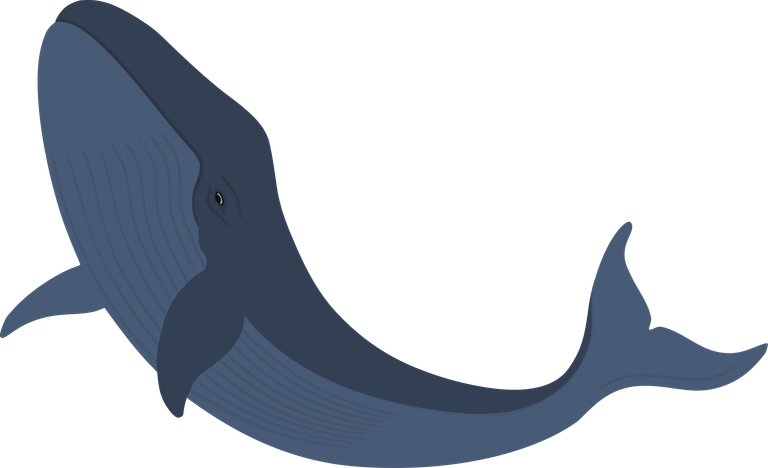Whale 2500x1524px.png