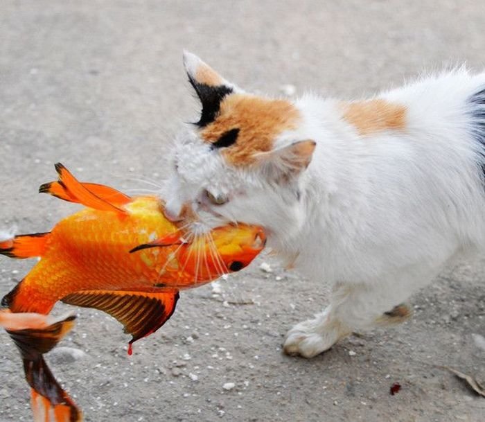 cat-catches-a-huge-goldfish-for-dinner-9.jpg