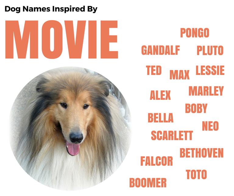 DOG NAMES.png