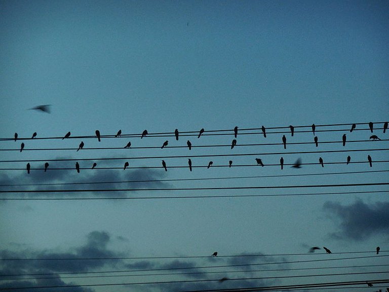 Birds_writing_a_song_in_the_electric_wires (1).JPG