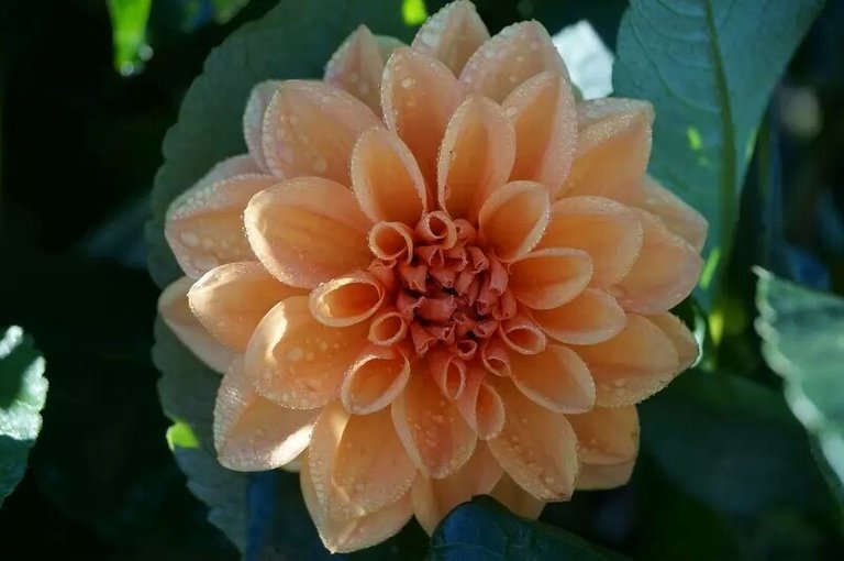 dahlia~2.jpg