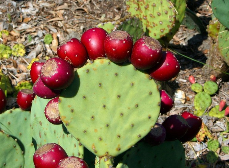 cactus-58415_960_720.jpg