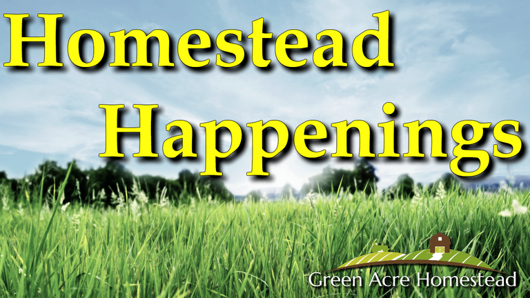 greenacrehome-green-acre-homestead-steemit-homestead-happenings.png