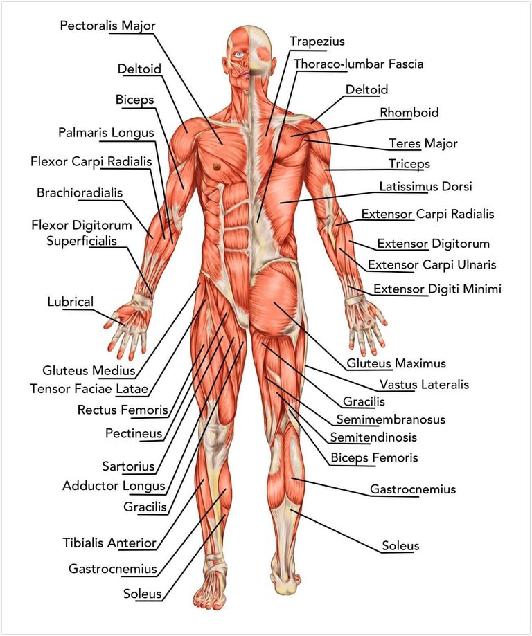 Human body muscles.jpg