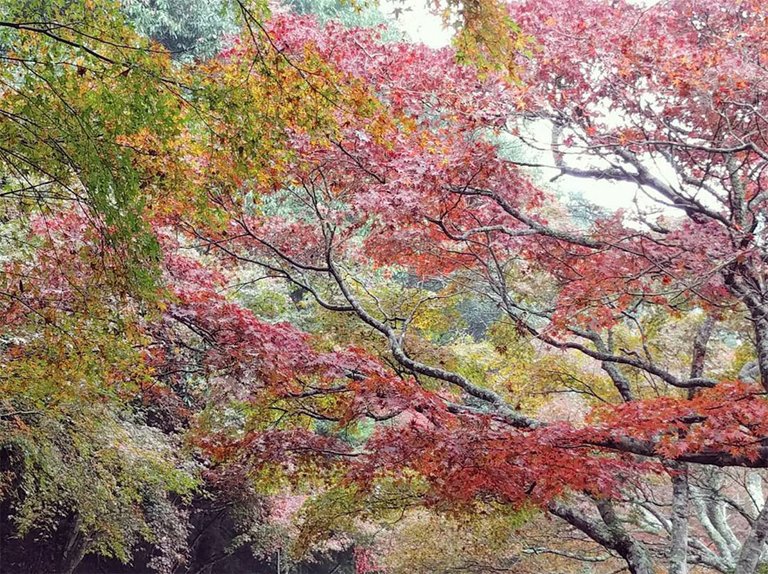 miyajima3.jpg