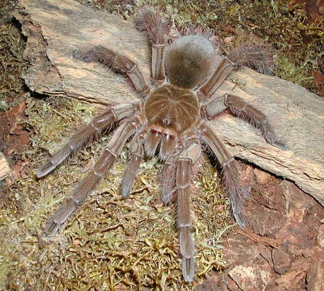 goliath-birdeater.jpg