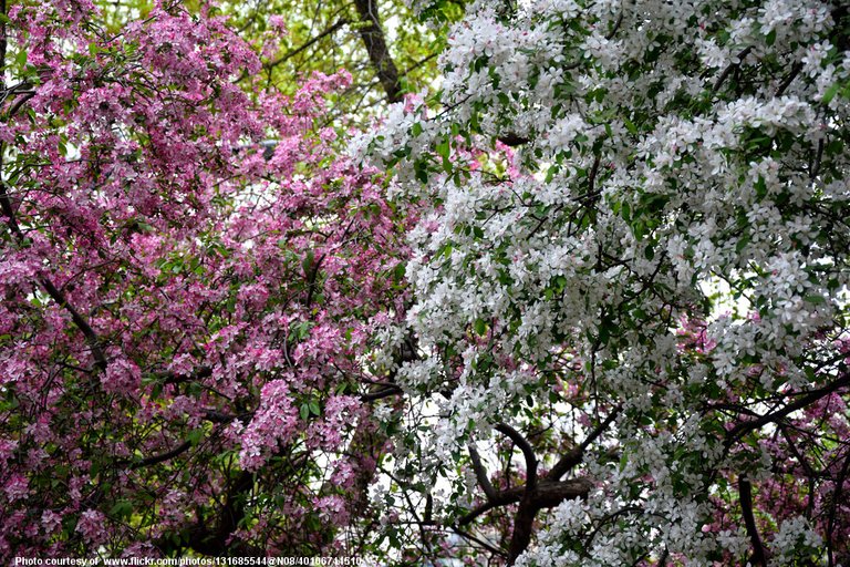 FloweringTrees-001-041118.jpg