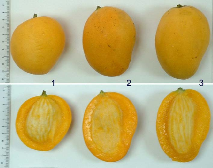 Figura-1-Fruto-de-mango-Bocado-Comun-1-Bocado-Jobo-2-e-Hilacha-3.png