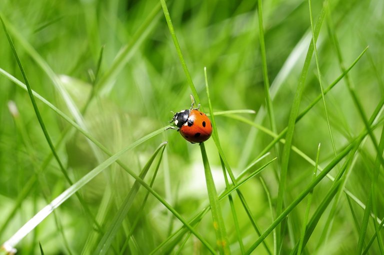 ladybug-796481_960_720.jpg