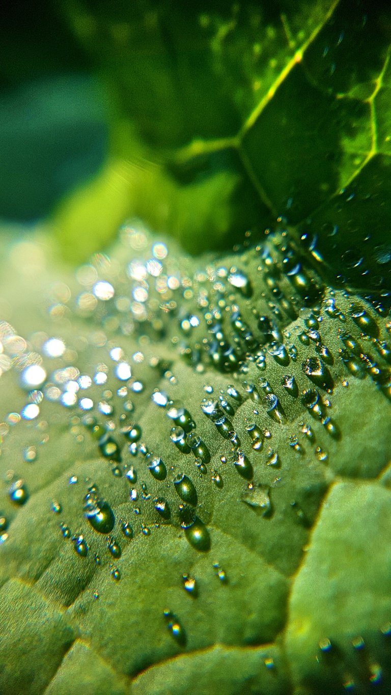 mannheim_fields_dew[1].jpg