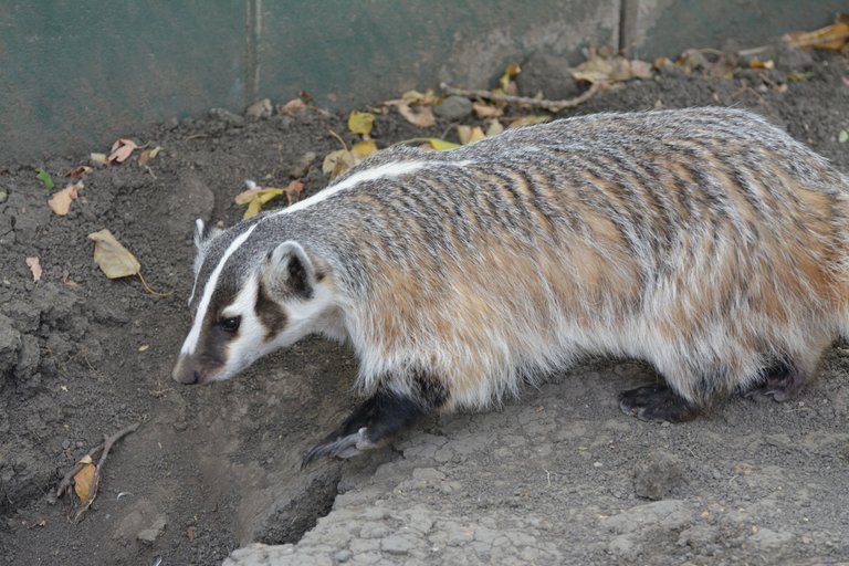 DSC_0827.JPG