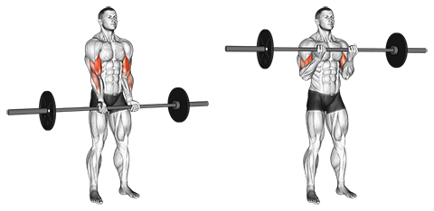 Narrow-Grip+Standing+Barbell+Biceps+Curl.png