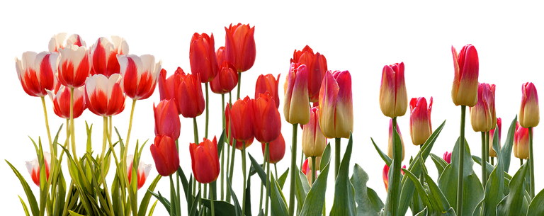 tulip-3024741_1280.png
