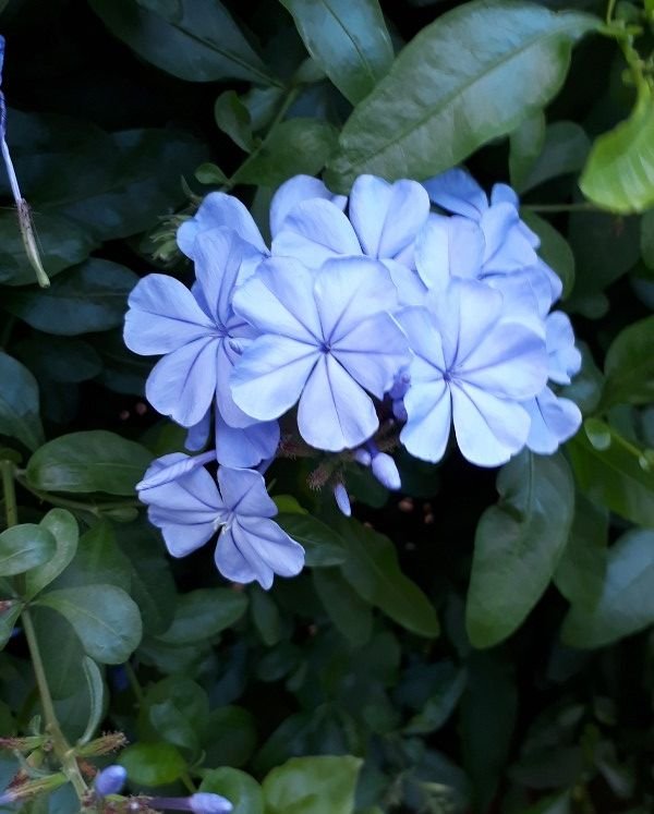 plumbago.jpg