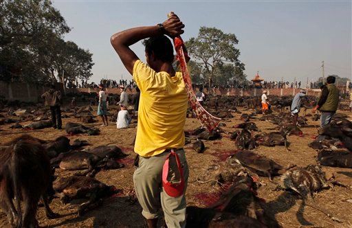 nepal-animal-sacrifice-2009-11-24-7-42-56.jpg