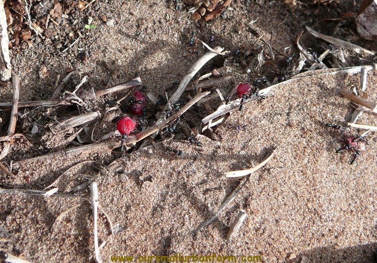 ANT pomegranate.jpg