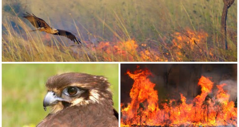 Birds-of-prey-starting-fires-799x423.jpg