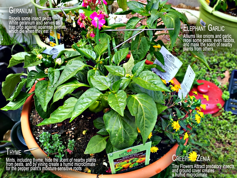 Companion-plant-peppers.png