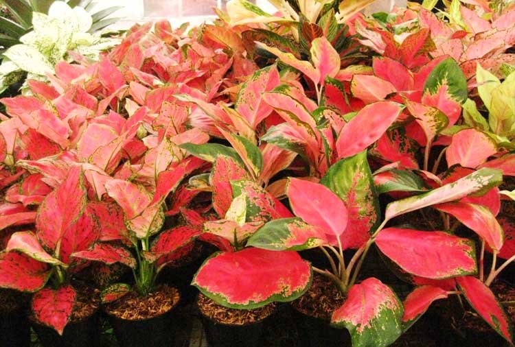 aglaonema5.jpg