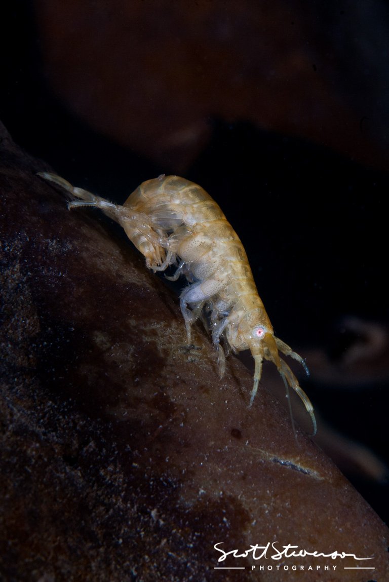 Sea Lettuce Sea Flea-1.jpg