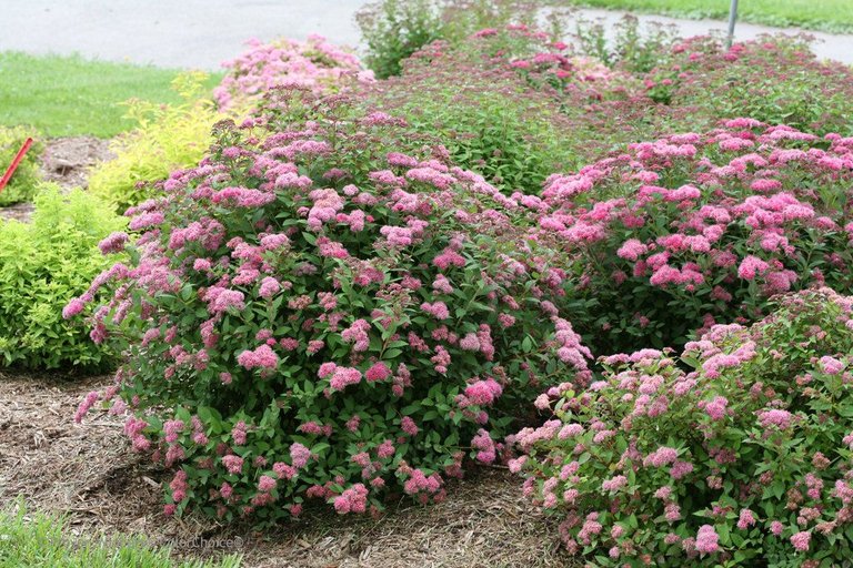 double_play_pink_spiraea_landscape.jpg