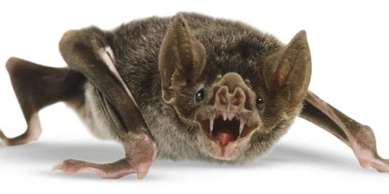 Vampire-bat-1-1040x520.jpg