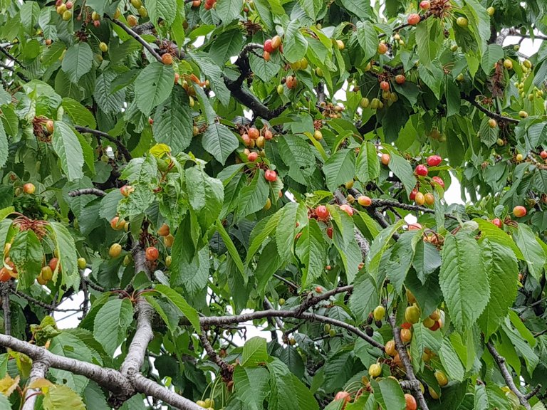 20180509_155318.jpg