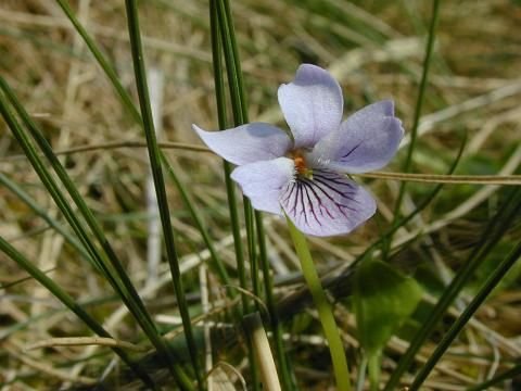 Viola Rupestris 2.jpg