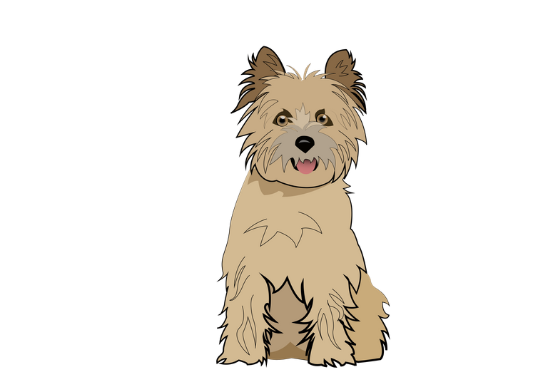 10 Cairn terrier.png