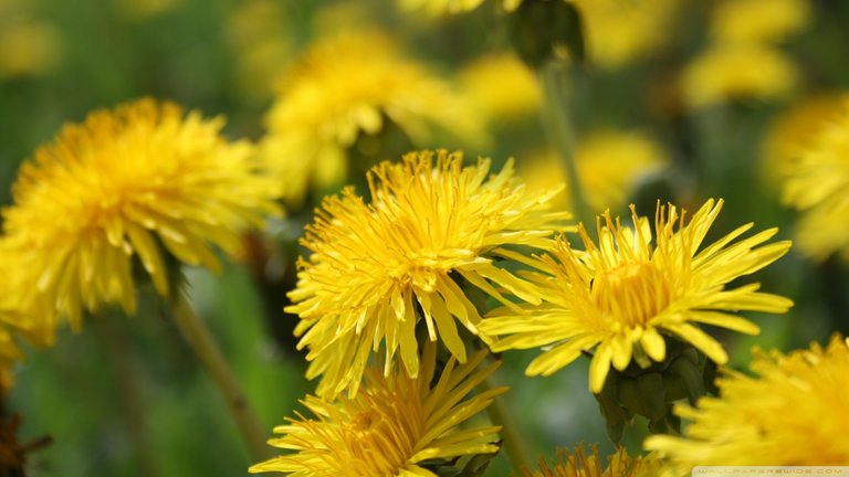 Dandelion-root-herbscoop.jpg