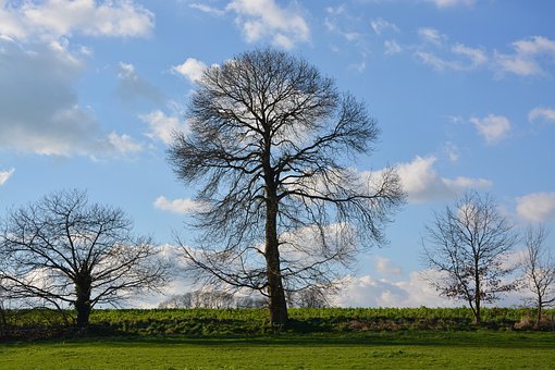 tree-3134881__340.jpg