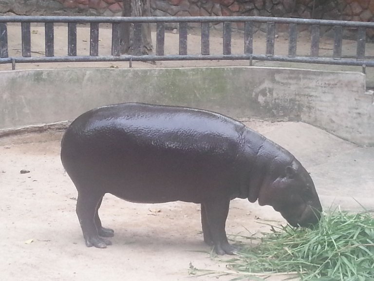 Khao Kheow Open Zoo8.jpg