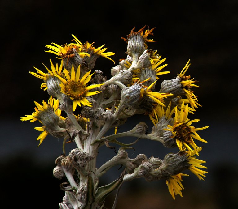 flor-de-espeletia-frailejon.jpg