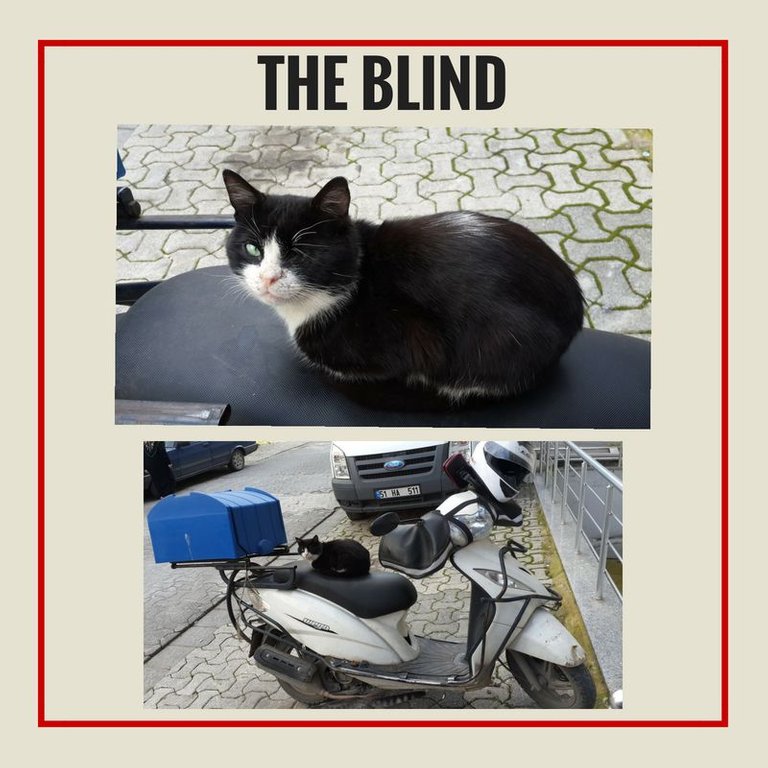 the blind.jpg