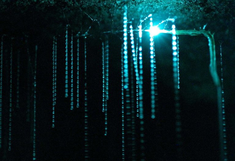 6-Spectacular-View-Inside-Waitomo-Caves-s1600x1098-447475-1020.jpg