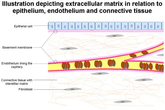 ecm.png