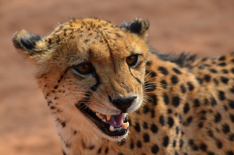 cheetah.jpg