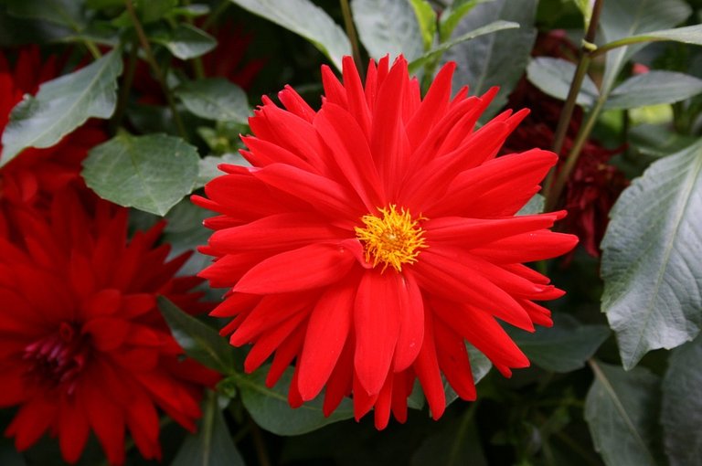 red-daisy-489763_960_720.jpg